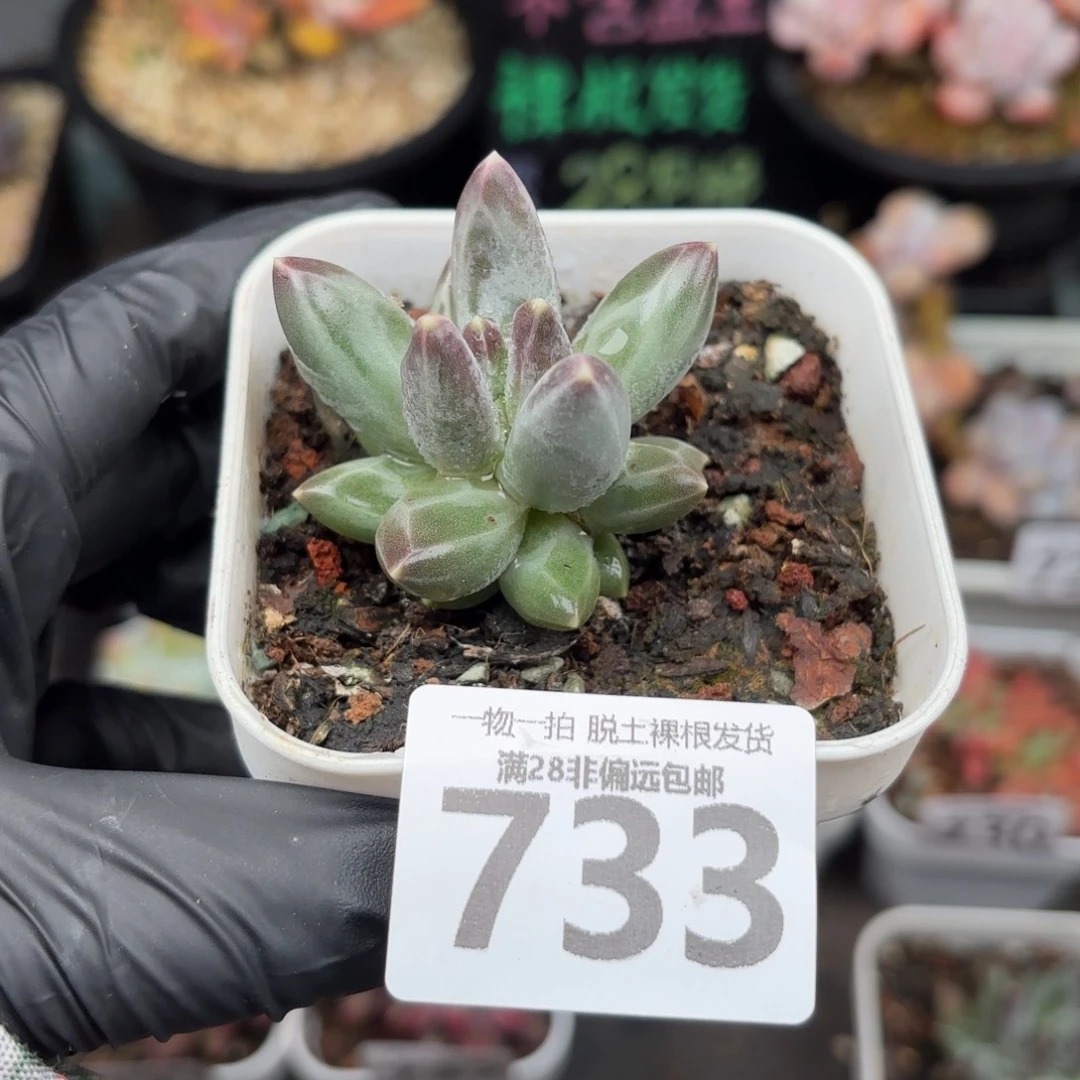 乌拉克拉单头无盆土发货