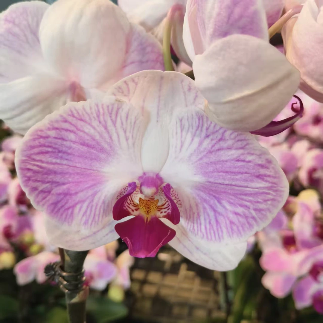 蝴蝶兰【桃姬】梦幻浪漫室内高端花卉绿植