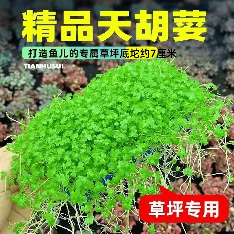 前景草坪水草   天胡荽
