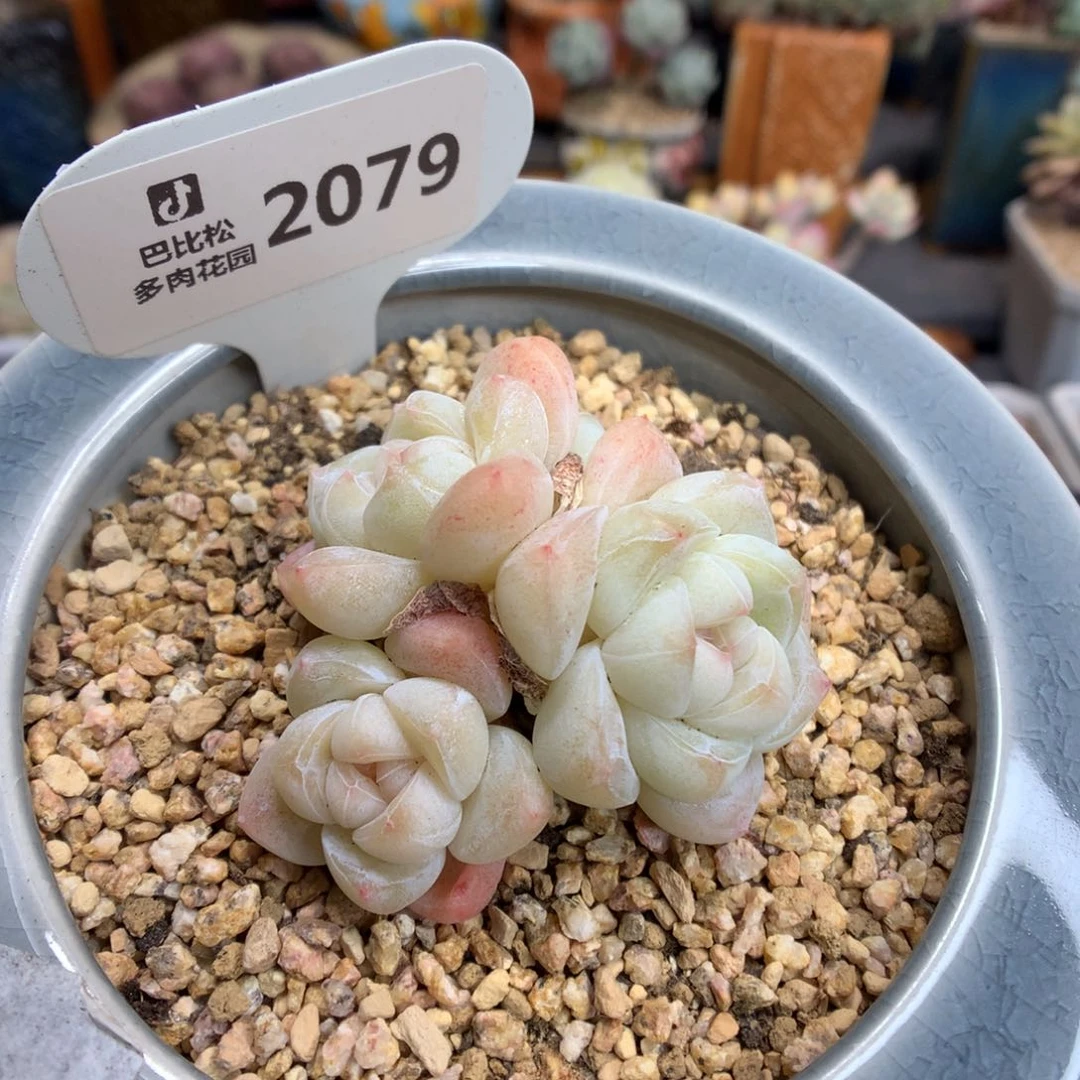 2079 白底钻石冰玉开播福利拍