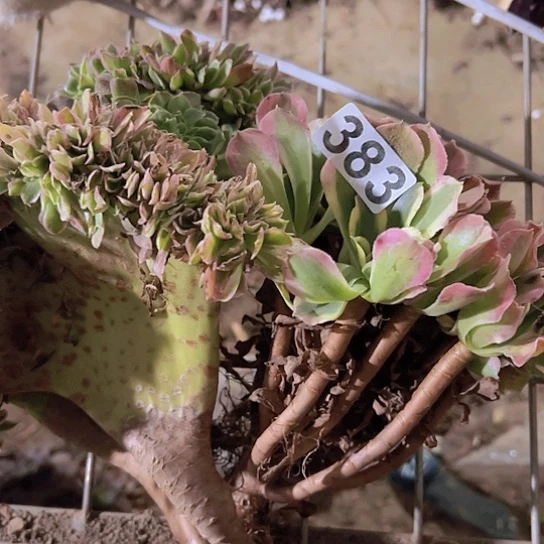 S***e多肉植物四个法师没售后