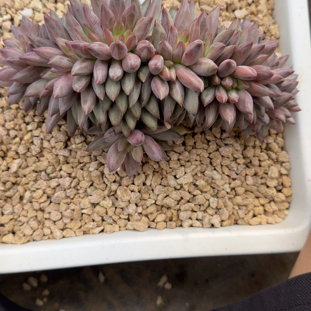渣***吻一物一拍羽毛纹虞美人缀