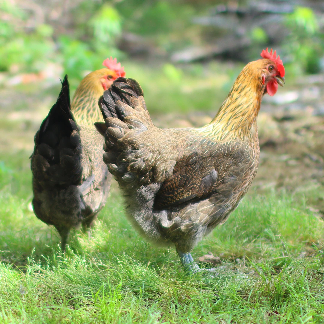 【活体发货】青麻母一号土鸡宠物鸡包邮 【两只装】