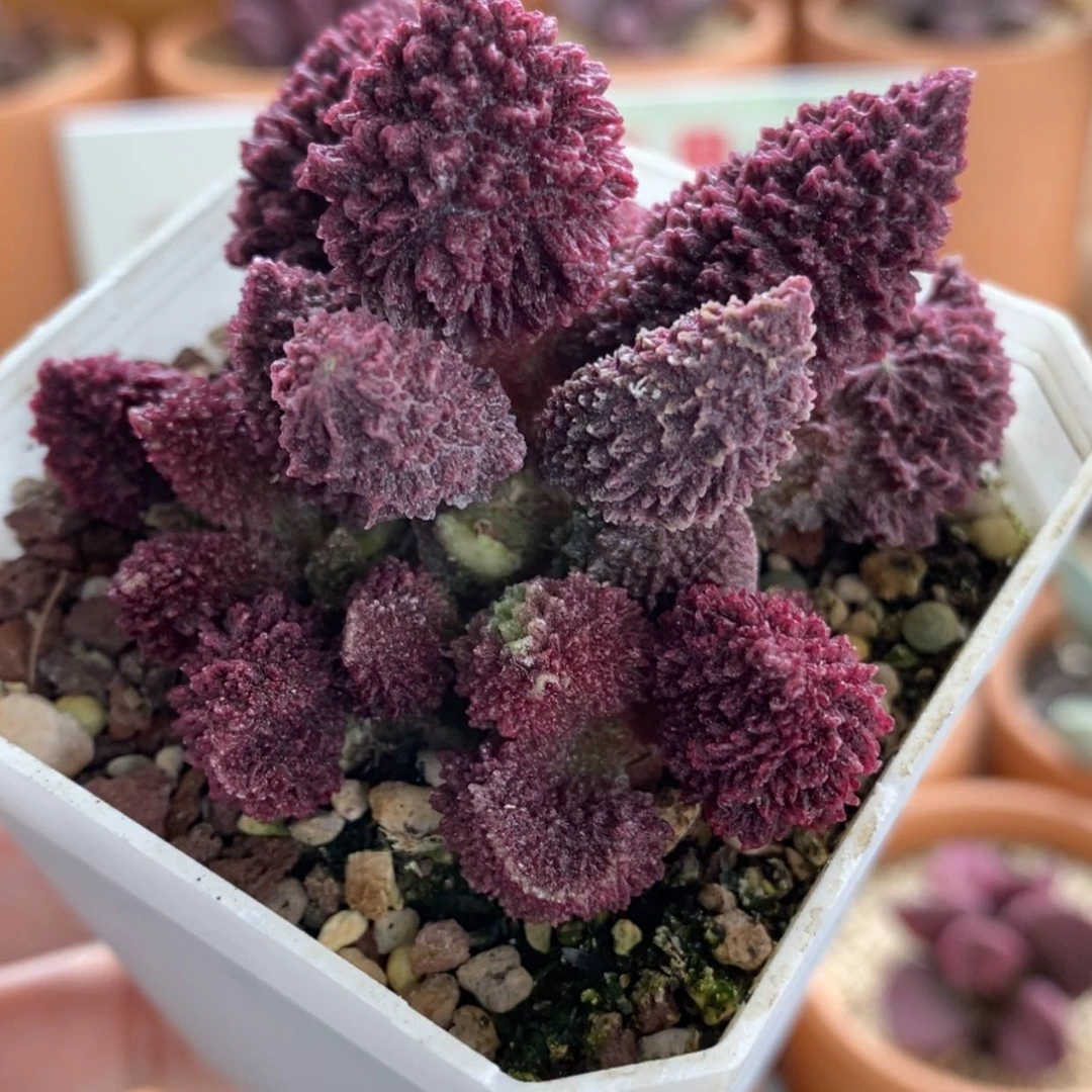 【闪购商品】无花朵