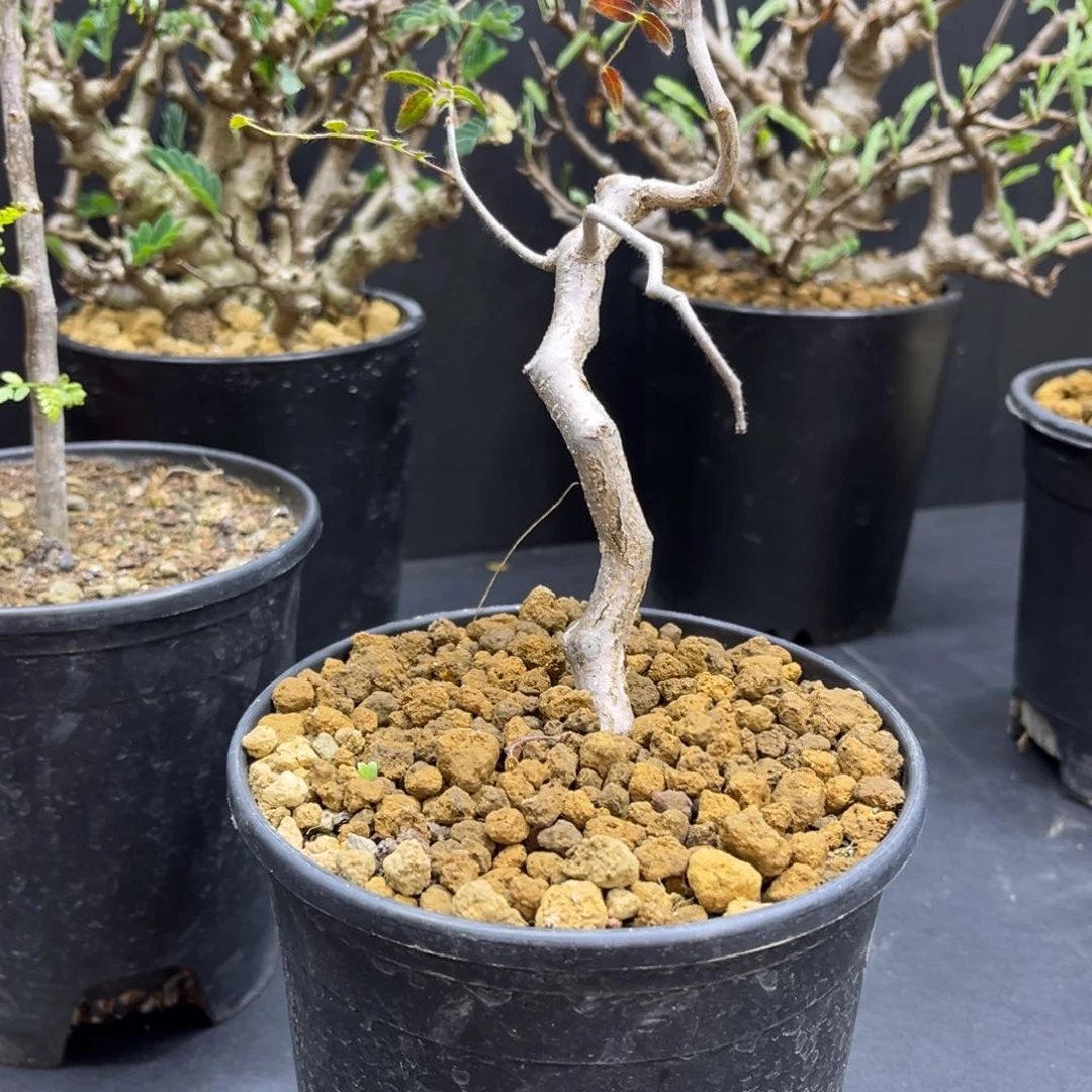 H*卜滔天11111111111