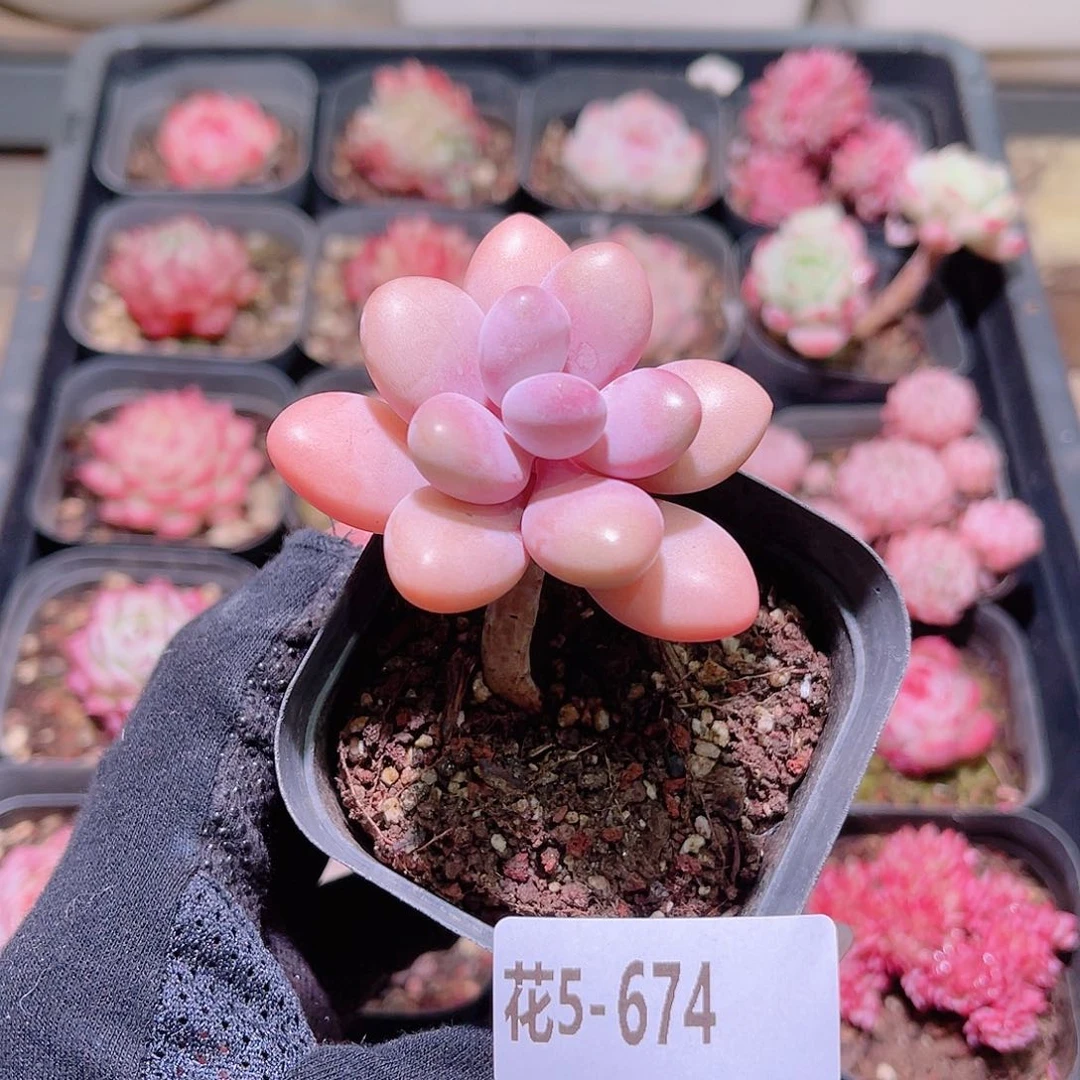 花利美5-674桃蛋