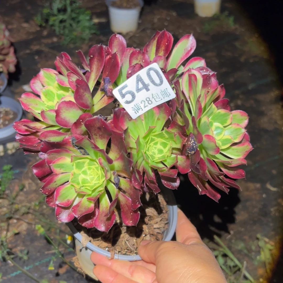 多肉植物540无售后
