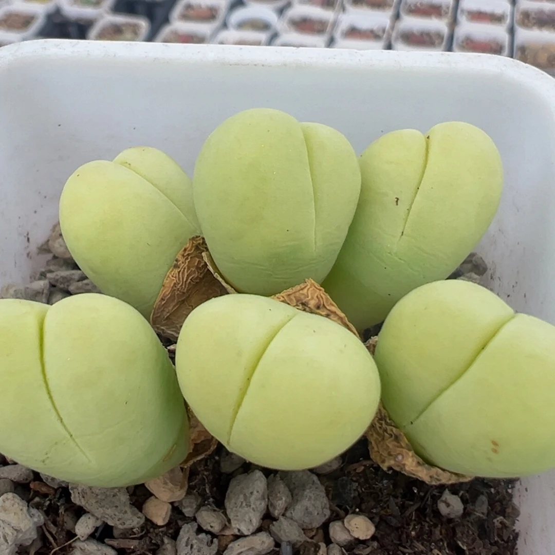 19多肉植物百科银光玉