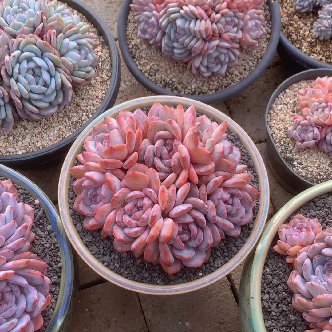 安之若素精品多肉