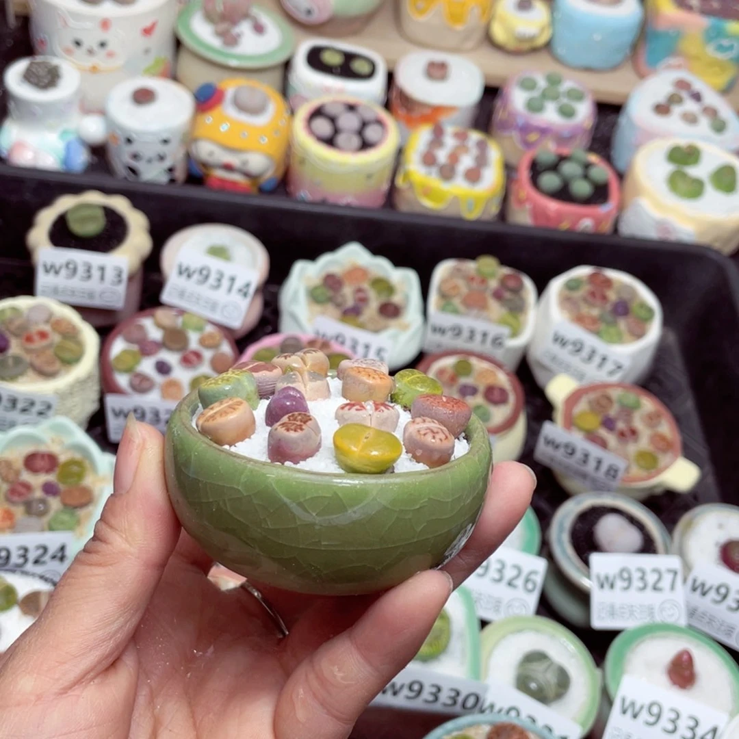 w9339 零下地区拍保温箱 -15支持寄养