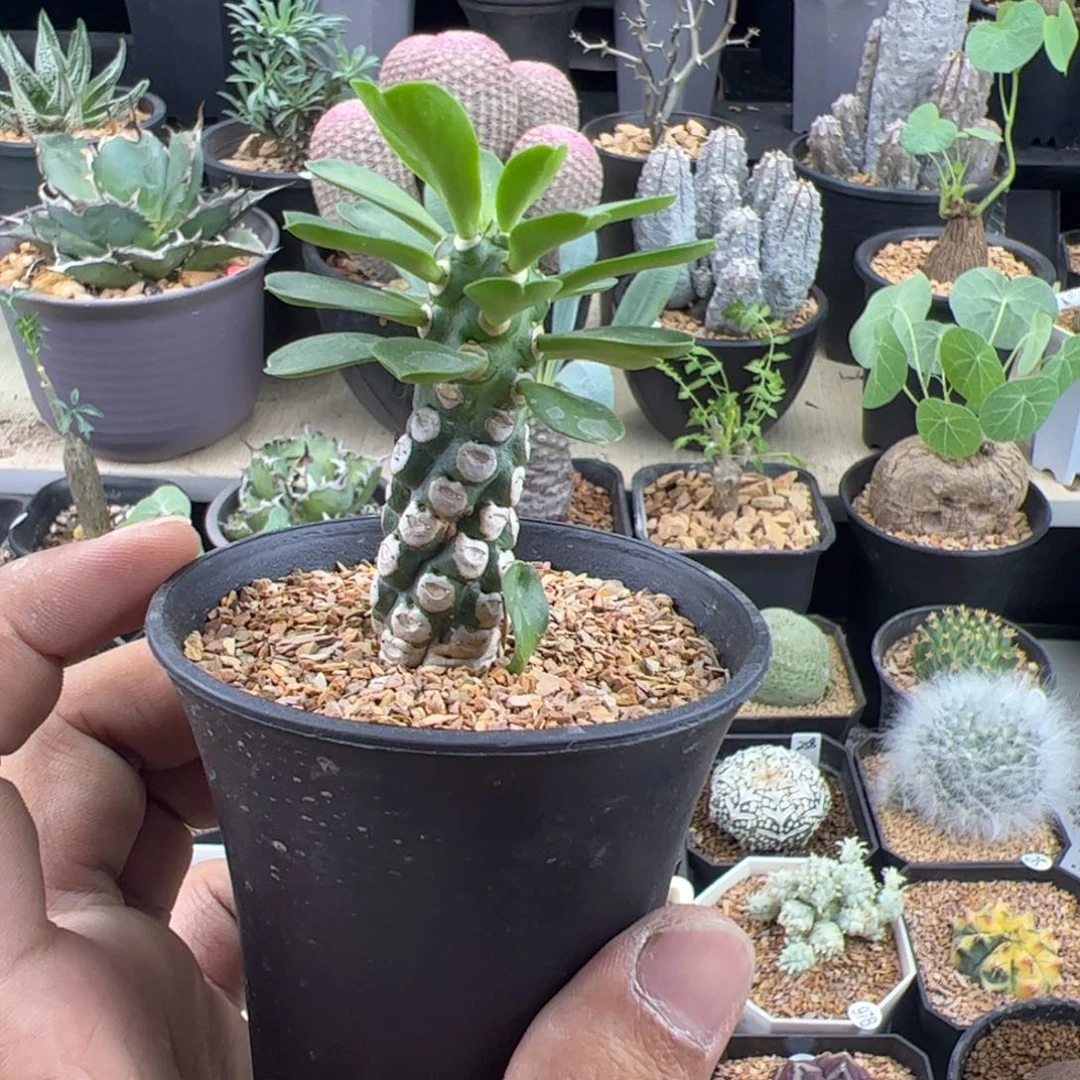 无刺霸王鞭一物一拍带盆发