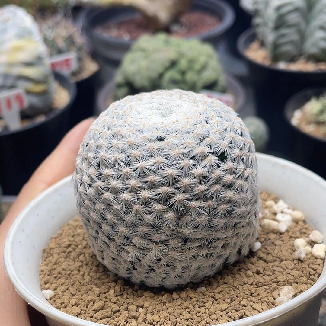 大玉白鸟仙人球多肉