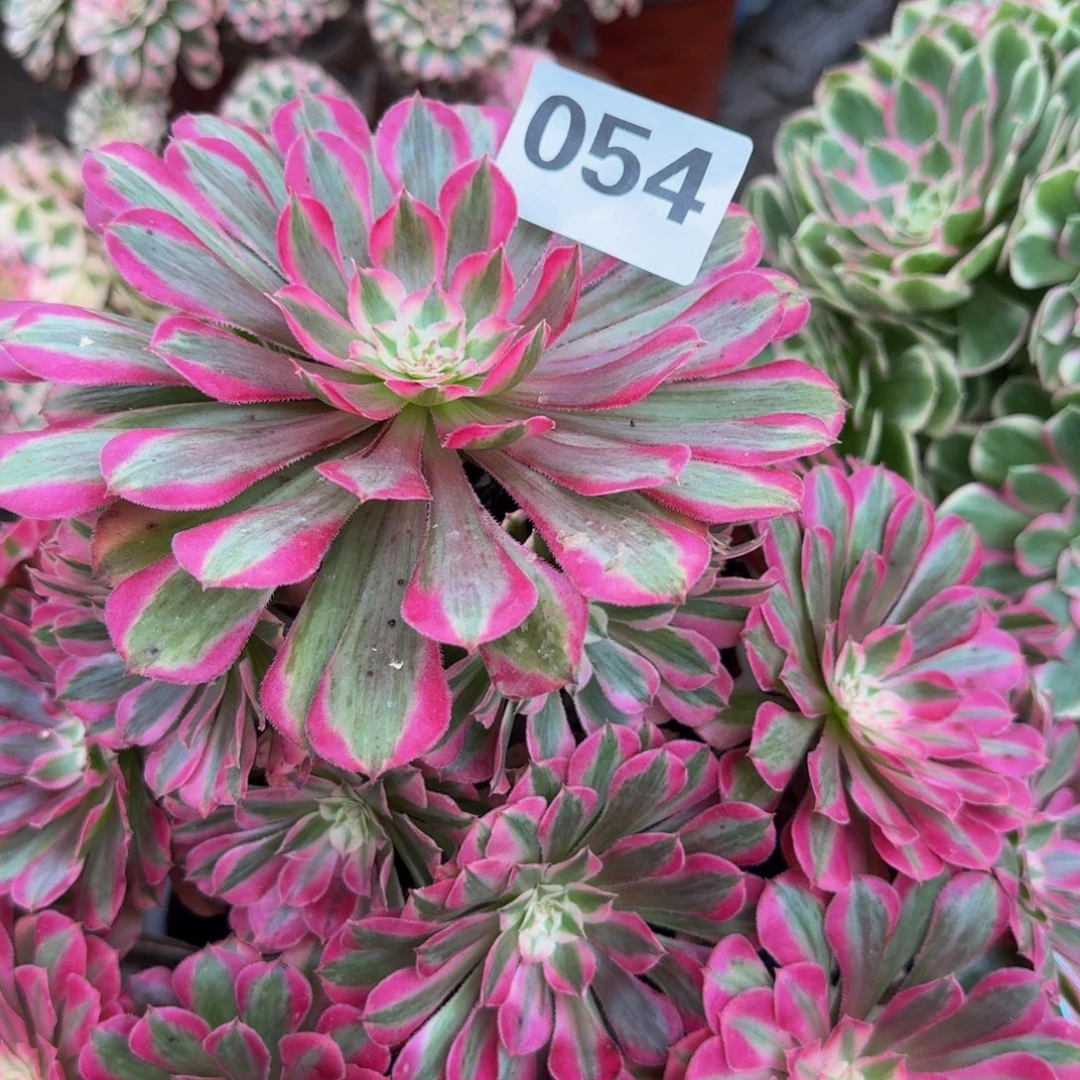 晚***白多肉植物054红桐柏法师