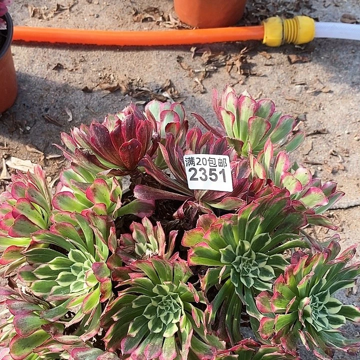 2351 一颗同花顺法师