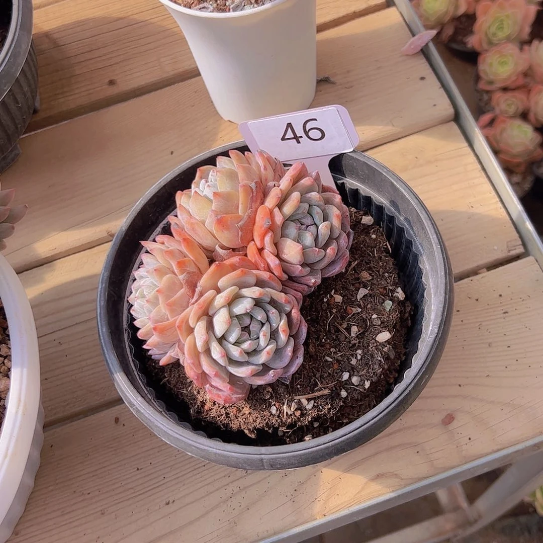 可****丽46橙子18。。。。。