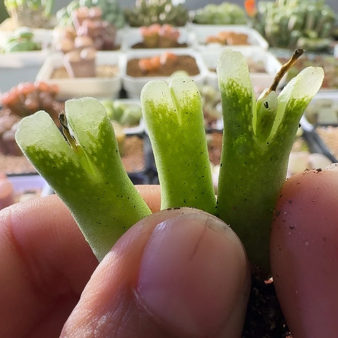 1750三颗冰风铃玉肉锥植物