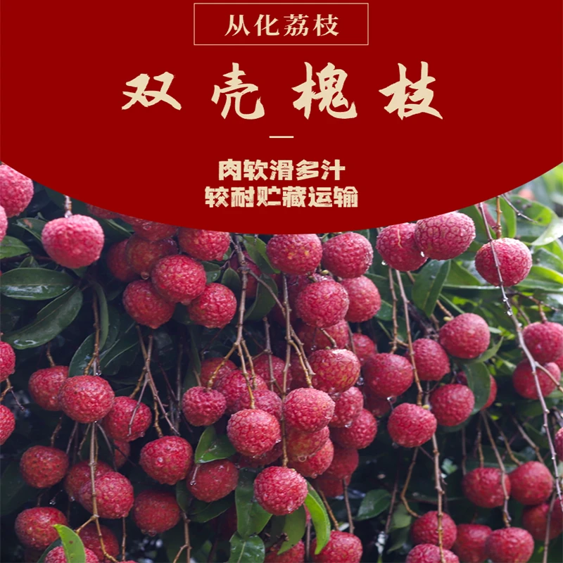 【双壳槐枝】5斤装广东从化双壳槐枝 老树荔枝果园新鲜现摘现发顺丰