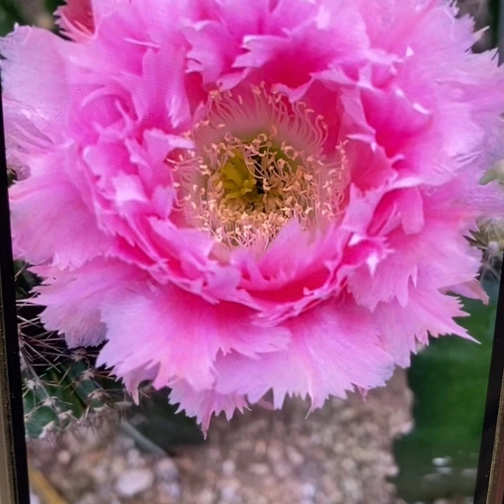 彩草羽毛3号带根4公分左右微瑕