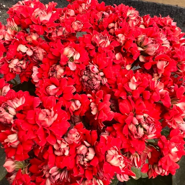 长寿花园～【一品当朝】超大花