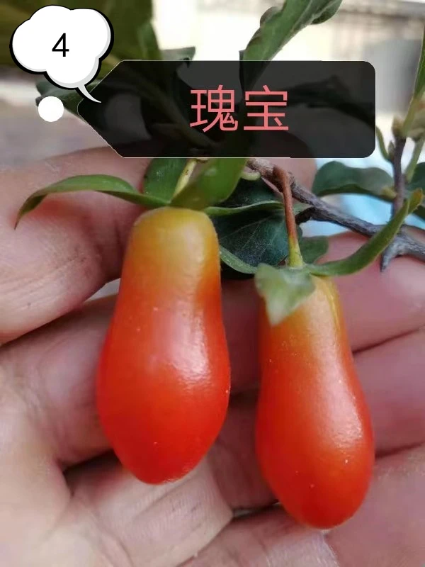 枝屿金弹子一物一拍付款处（未经直播间确认单拍无效）