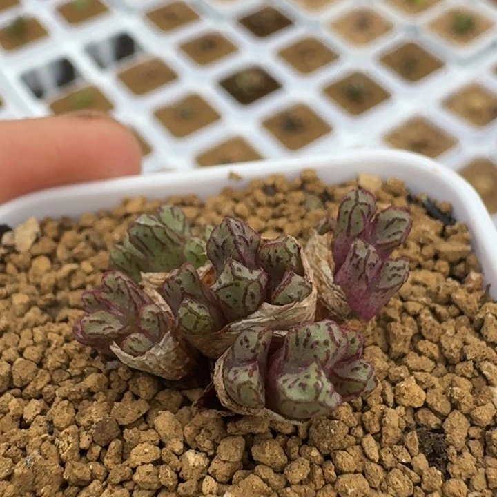 415带盆土发货中。