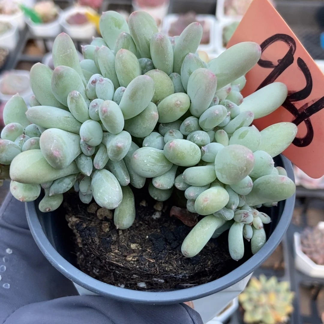 926糖豆奶缀多肉植物