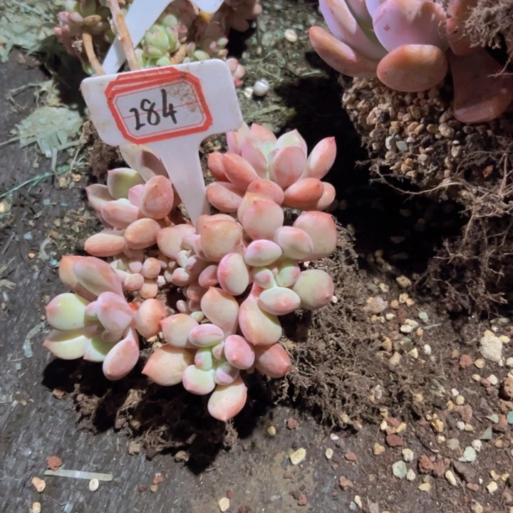 *****284漂亮美肉一物一拍35