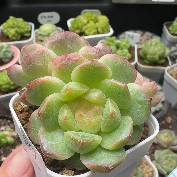 一物一拍一组808-367