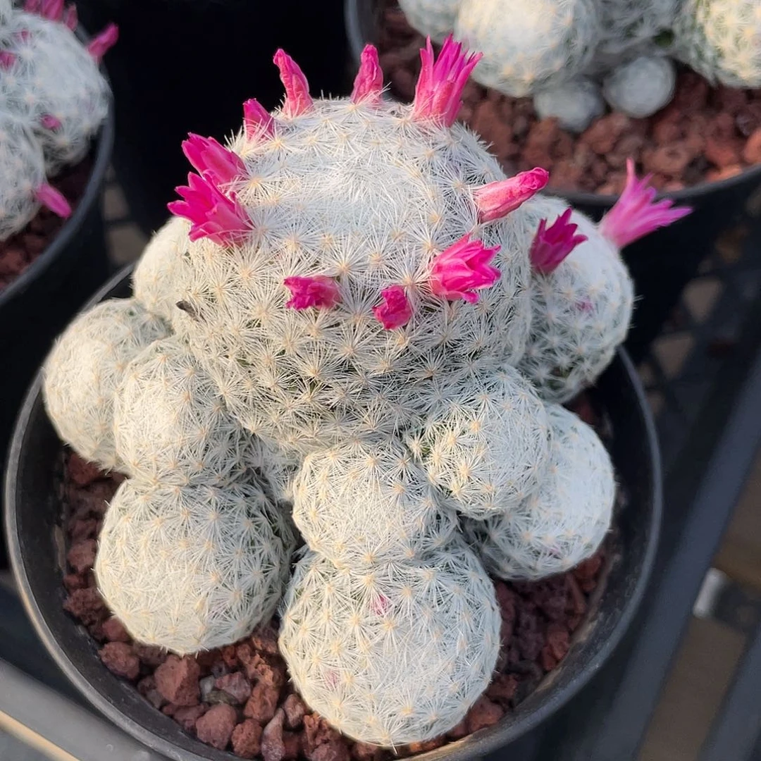 仙人球乳突属大型春心群9厘米