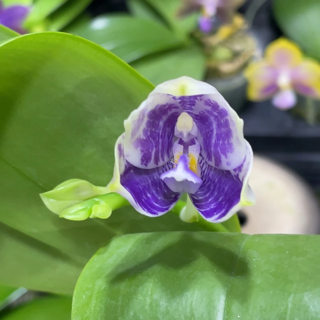 完全开放08开花株