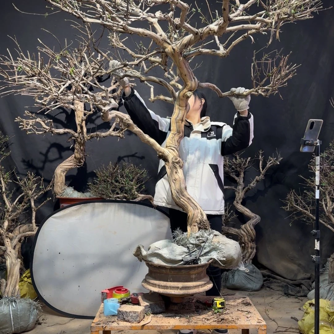 宏***，金银花金银花金银花