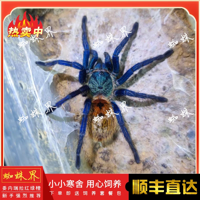 红绿橙蜘蛛活体宠物蜘蛛网红宠物