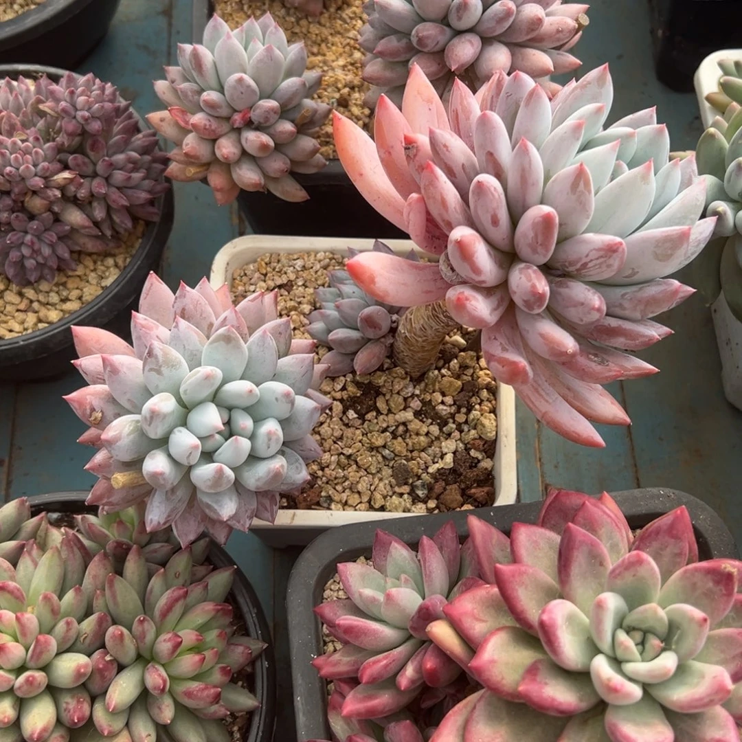 精品多肉植物老桩