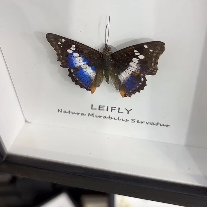 夏***冰蝴蝶标本定制565@