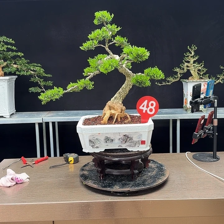 无花朵黄杨黄杨黄杨黄杨
