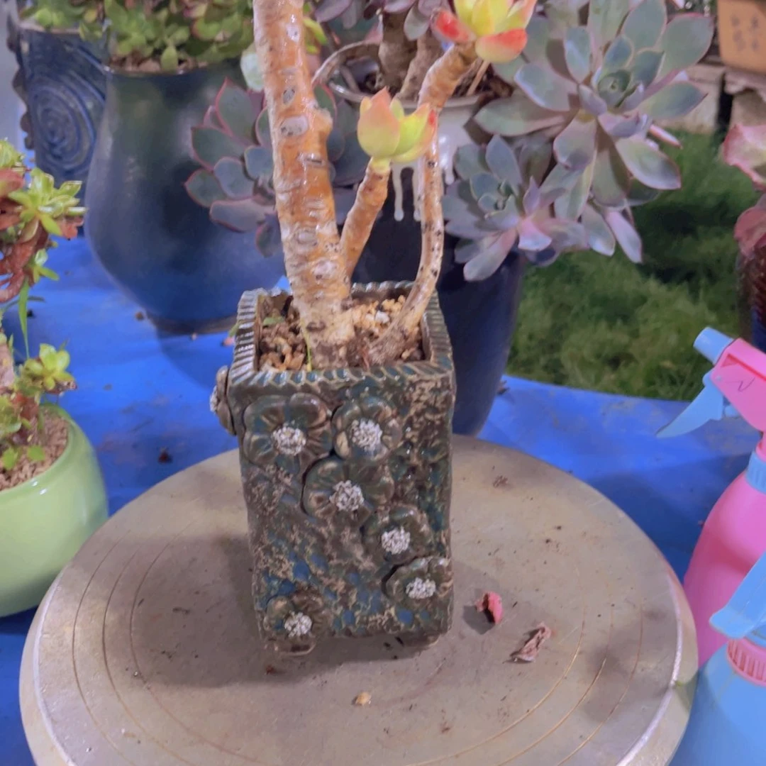 冉*多肉植物保护研究所