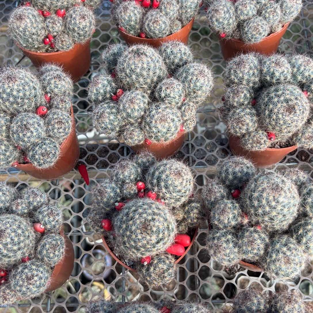 松霞随机一颗。