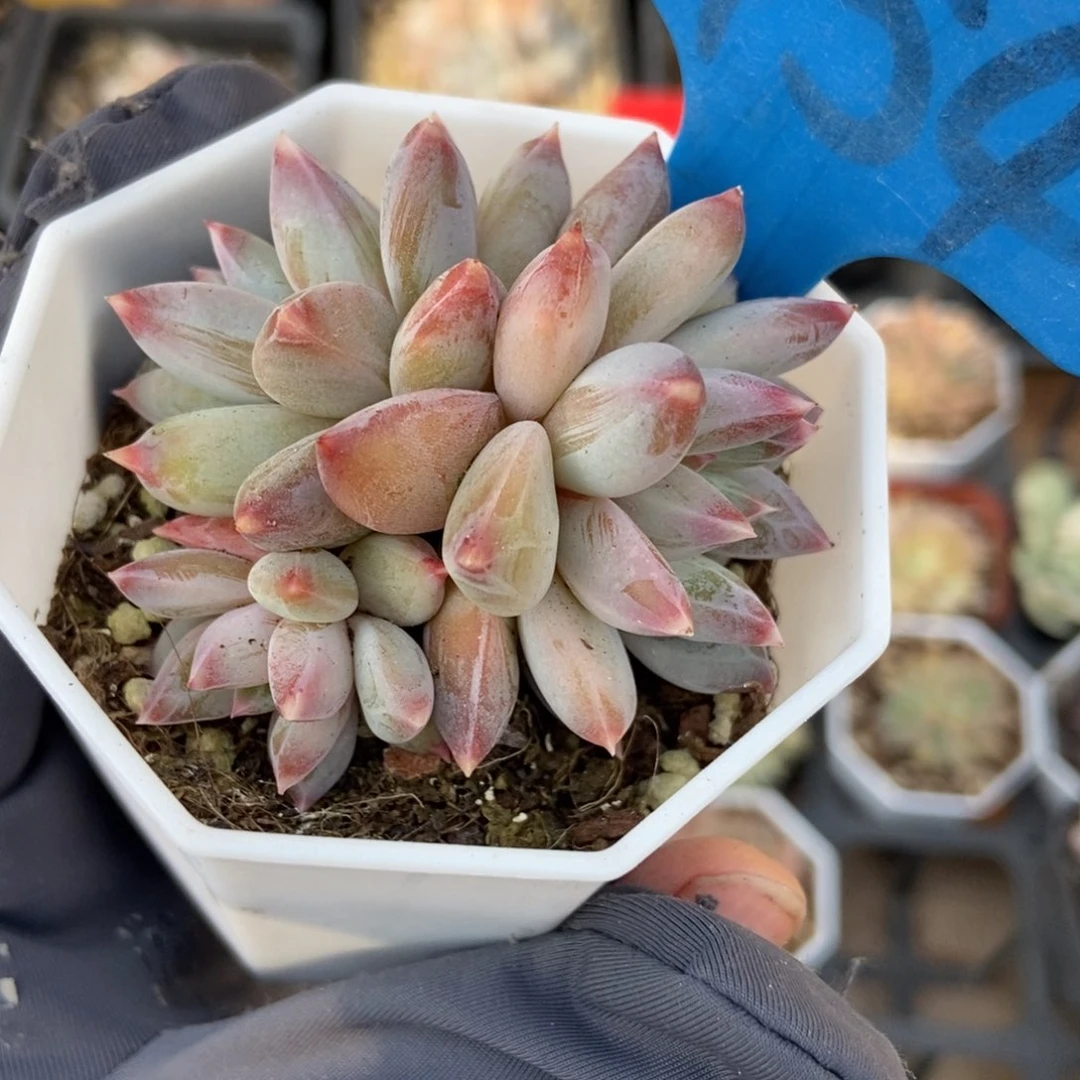 6154梦幻美人多肉植物保护