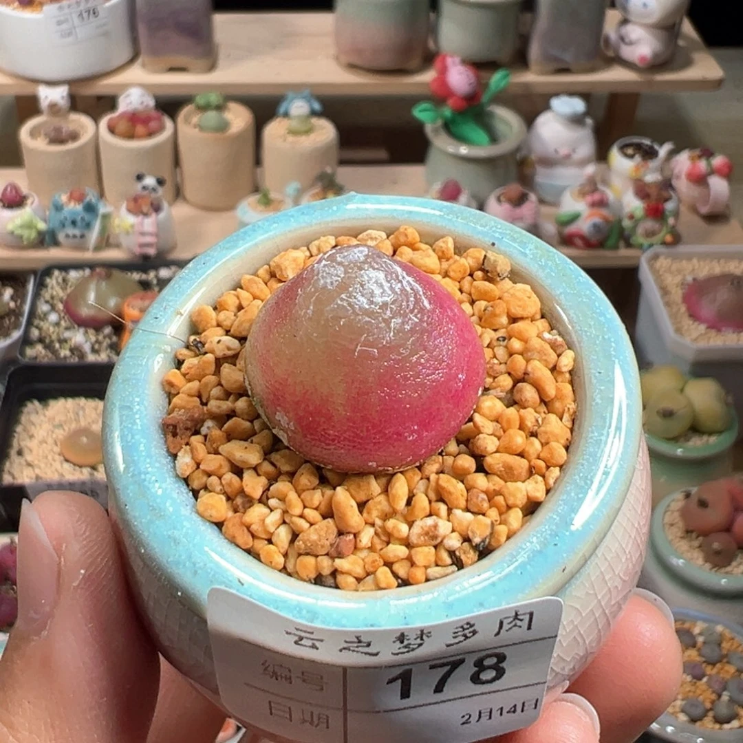 多肉植物178号灯泡