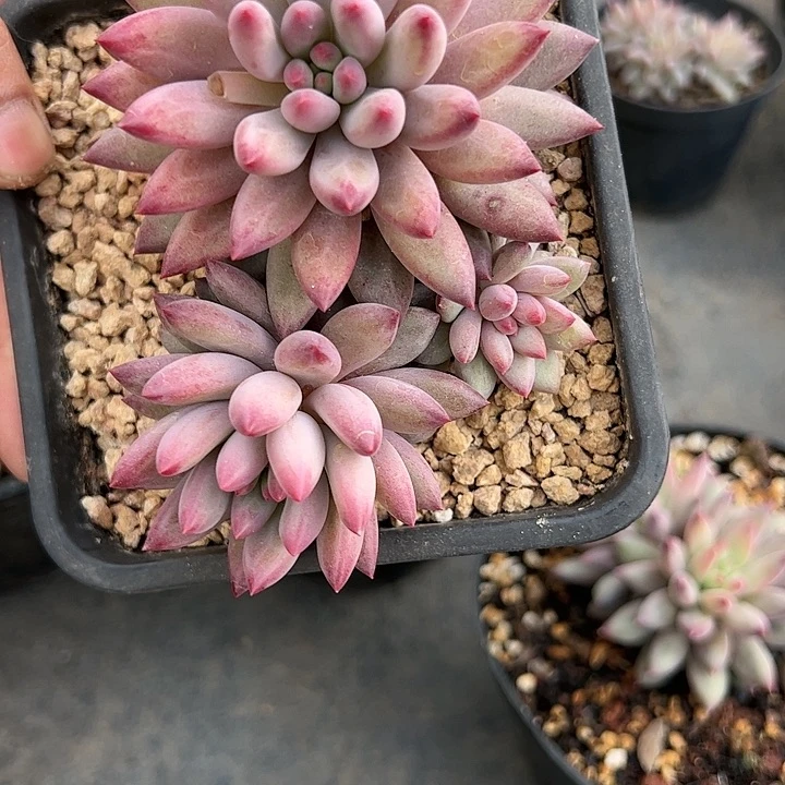 【闪购商品】彩体虞多肉植物