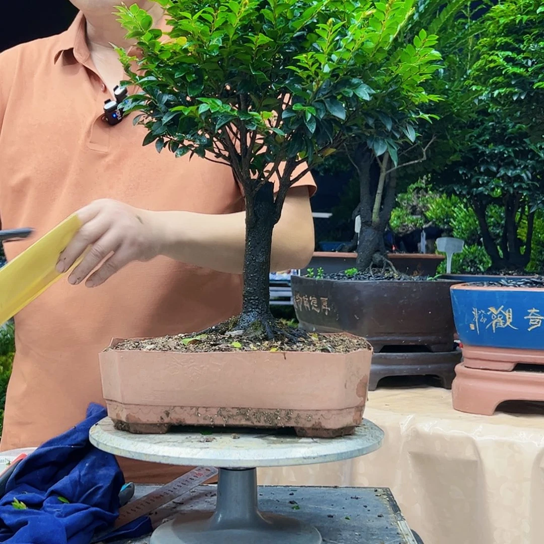 当前无花朵，栽培后可花朵曹***