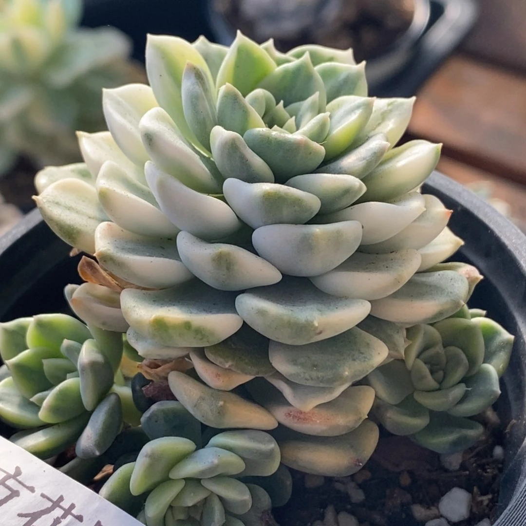 716汀客贝尔锦粉布偶锦