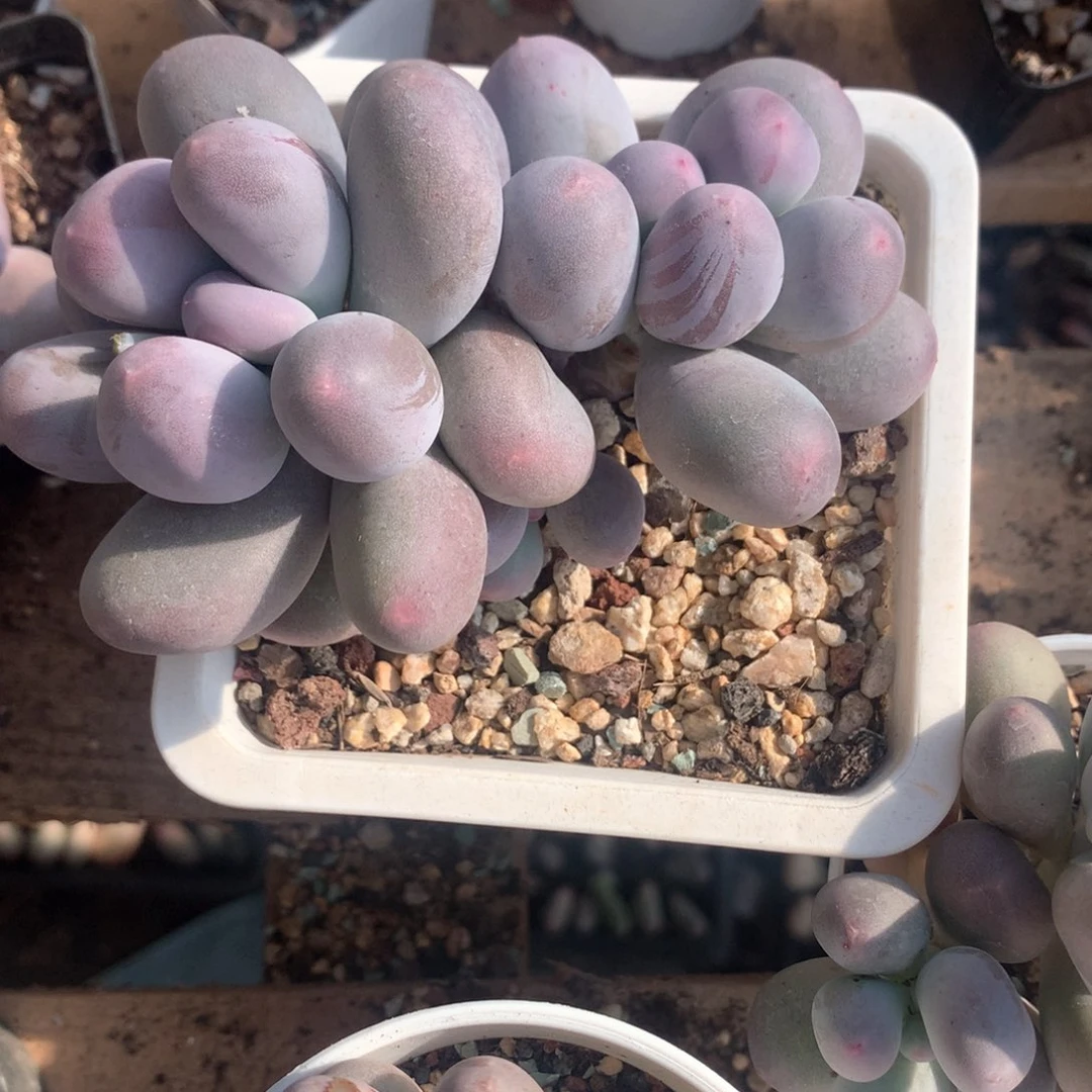 小****斯米可奶酪多肉nilema