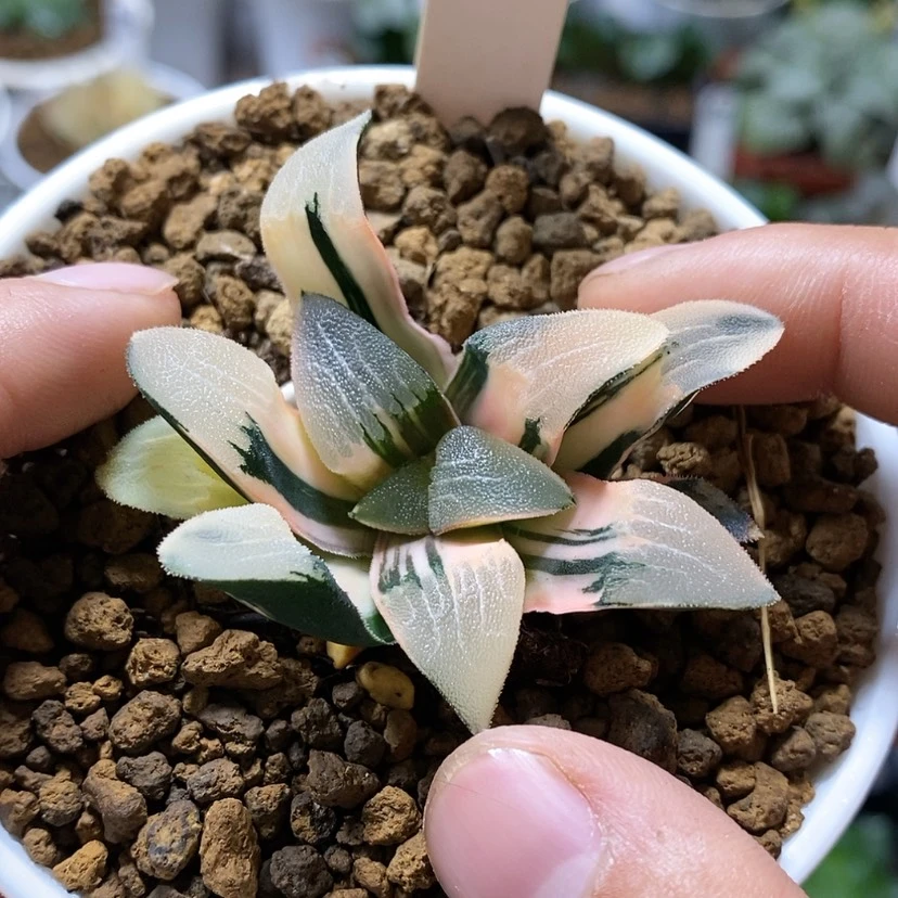 【闪购商品】56克锦