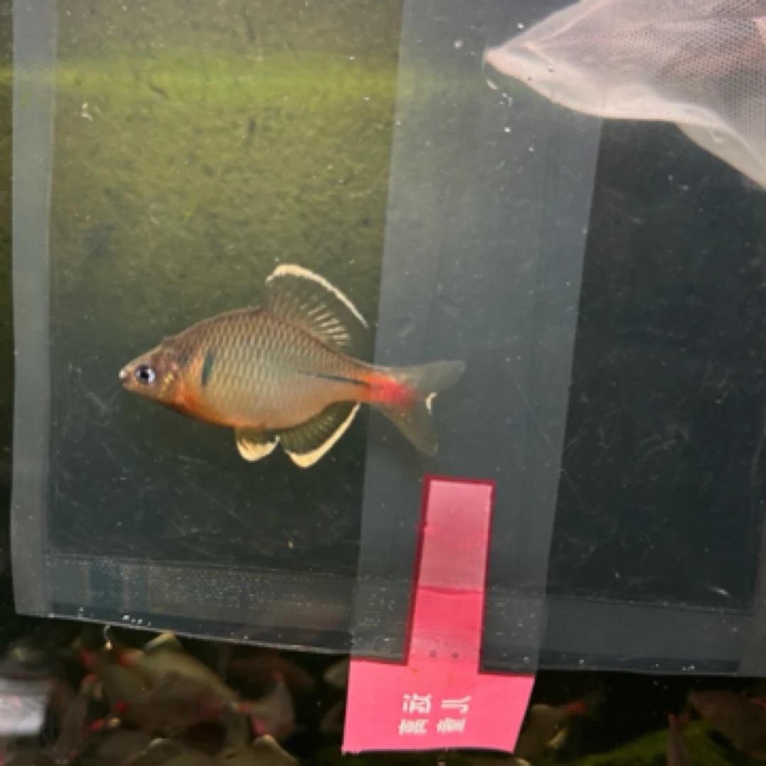 江西黄腹白边鰟鮍非金边红边黄边鰟鮍冷水观赏鱼生态鱼