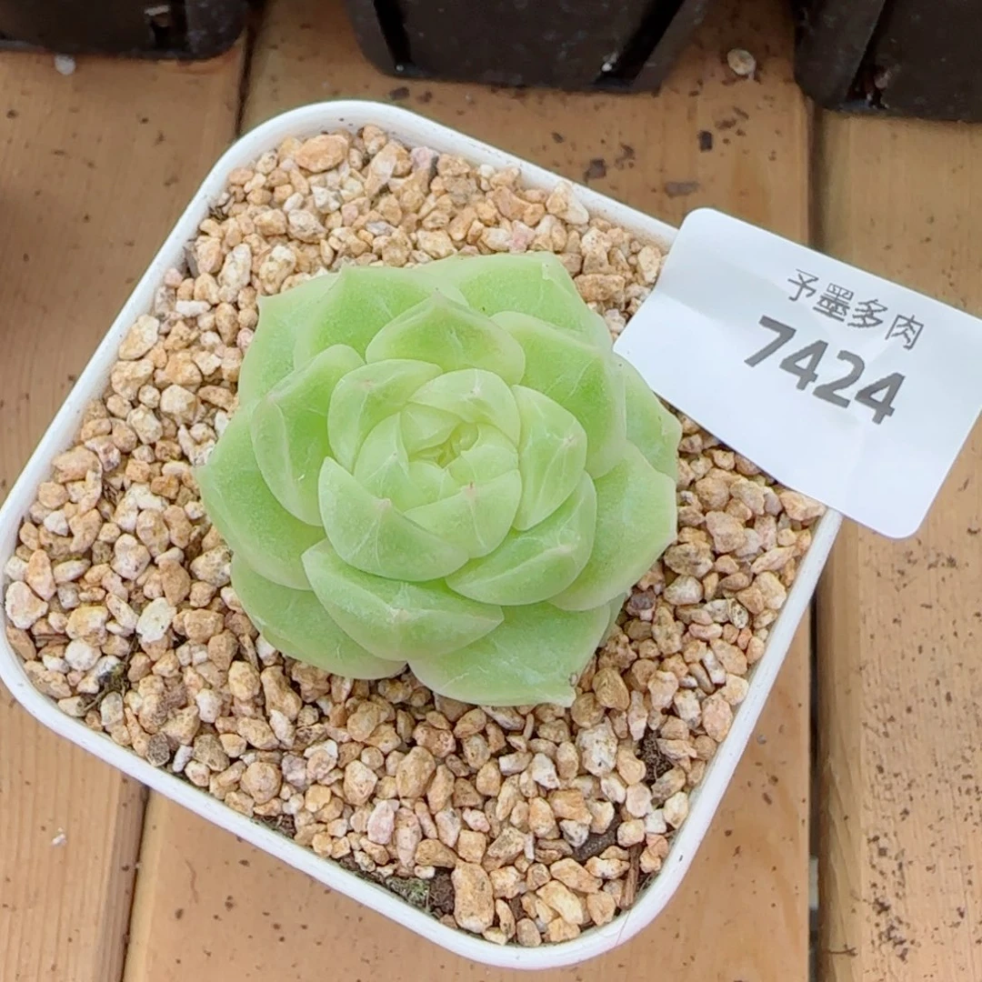 梨花白，小，7424多肉植物