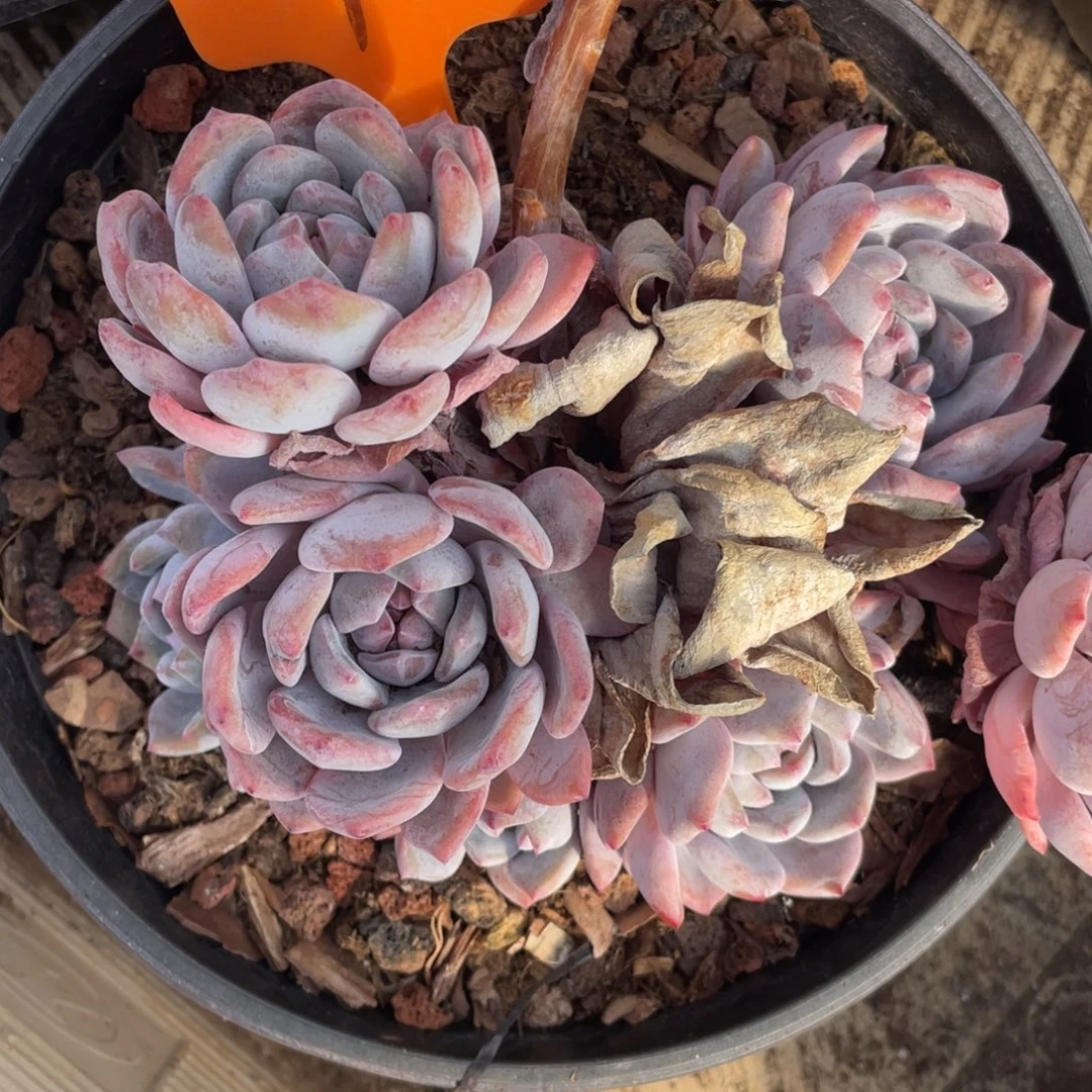 ****星影多头群生72号