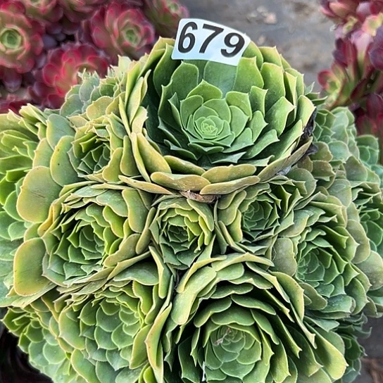 右**情多肉植物一个