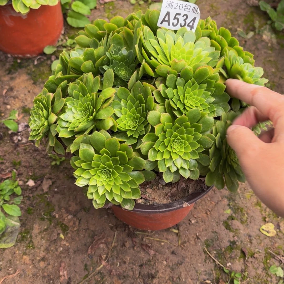 534多肉植物捧花的时候