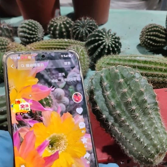 仙人球彩草拥抱你侧芽大